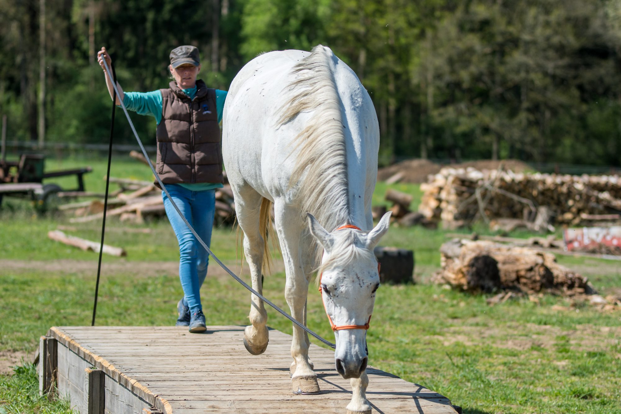 Stephanie Bollig natural horsemanship Das unsichtbare Band